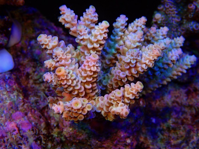 meilleurs coraux d'aquarium lumière 2020