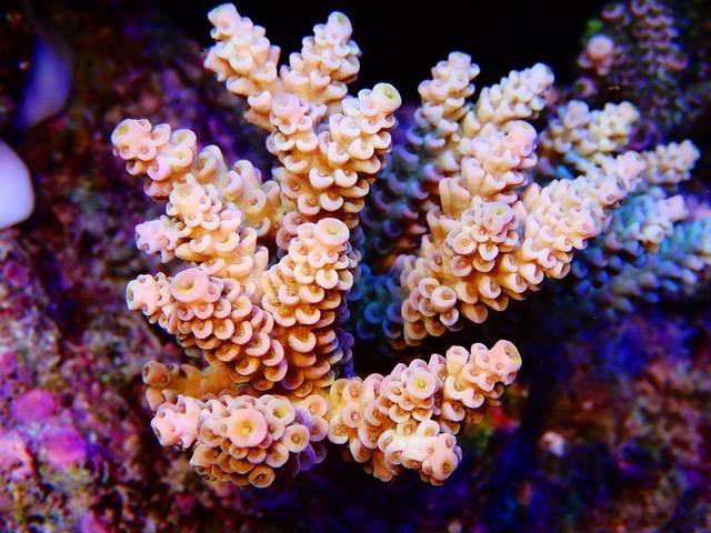 sps المرجان إضاءة البوب