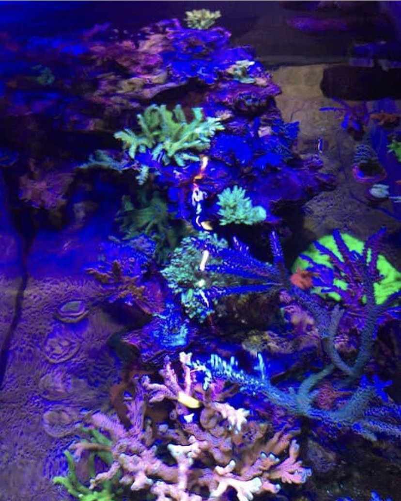 риф аквариум кораллы светодиодная лента