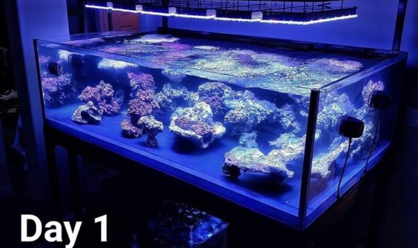 лучший аквариум светодиодный светильник orphek atlantik