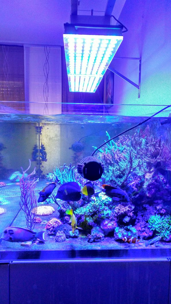 miglior acquario di barriera LED o orphek atlantik