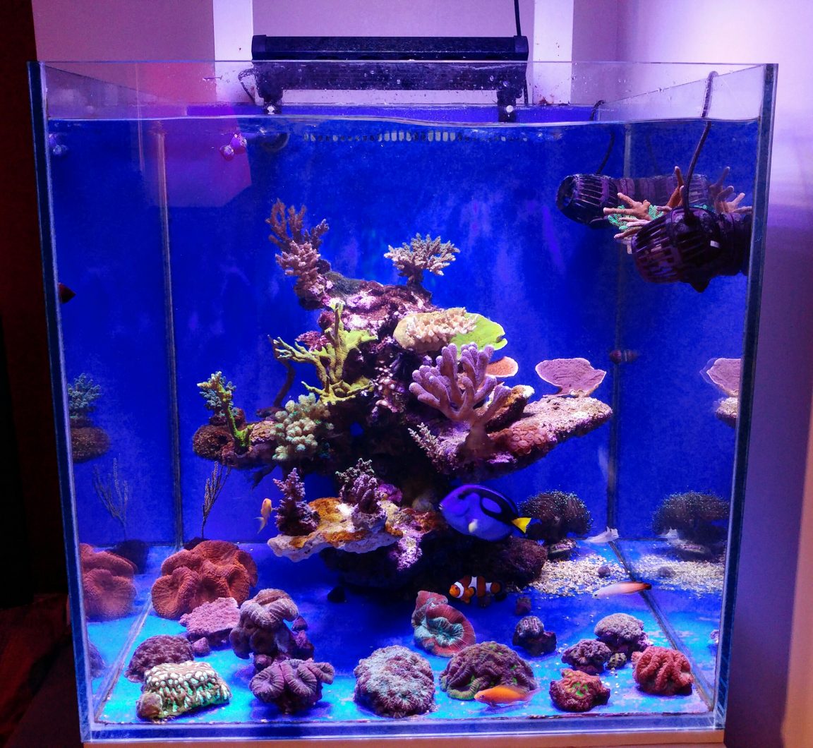 orphek meilleur éclairage d'aquarium conduit 2020