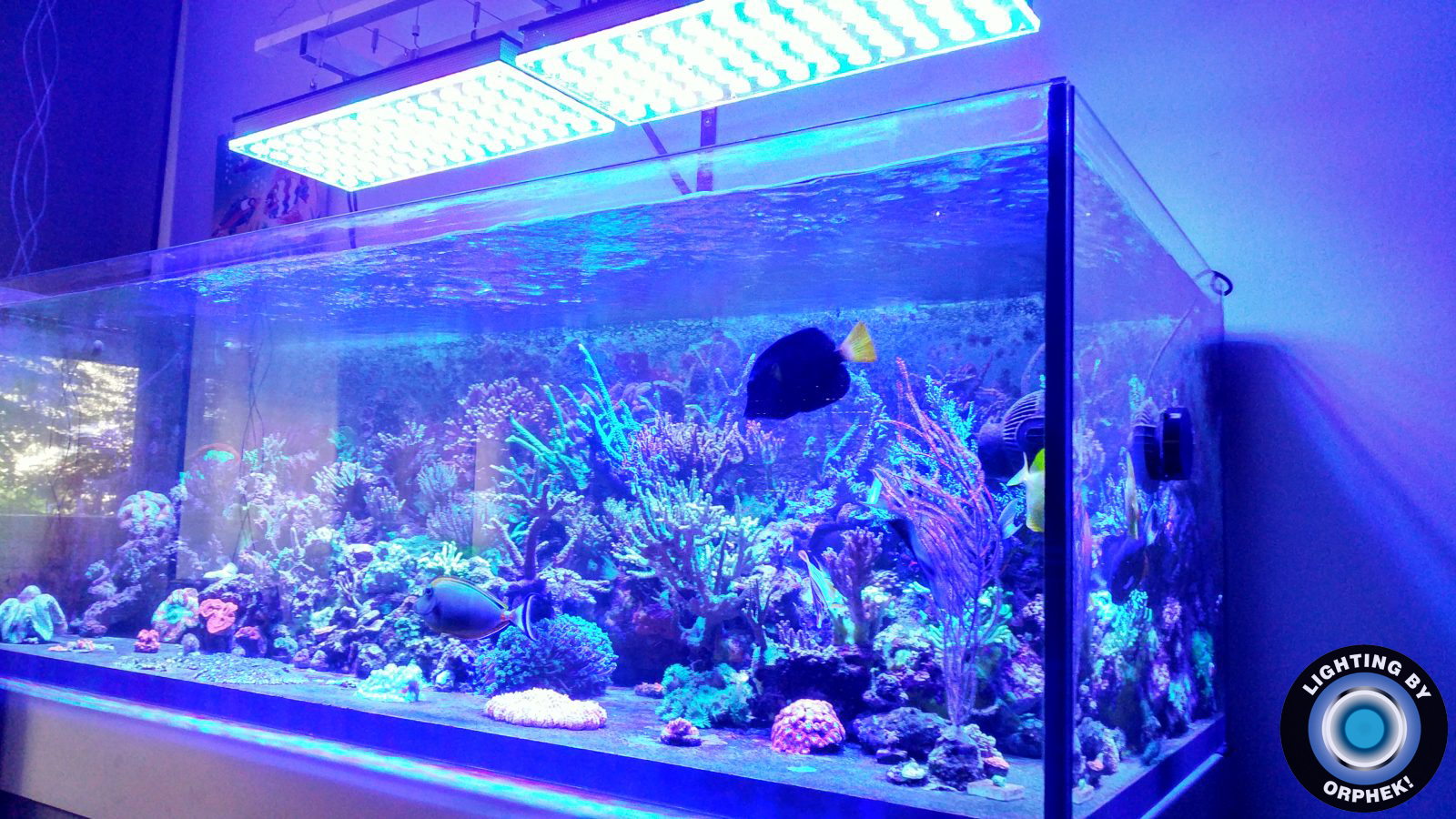 Luce per acquario a LED orphek