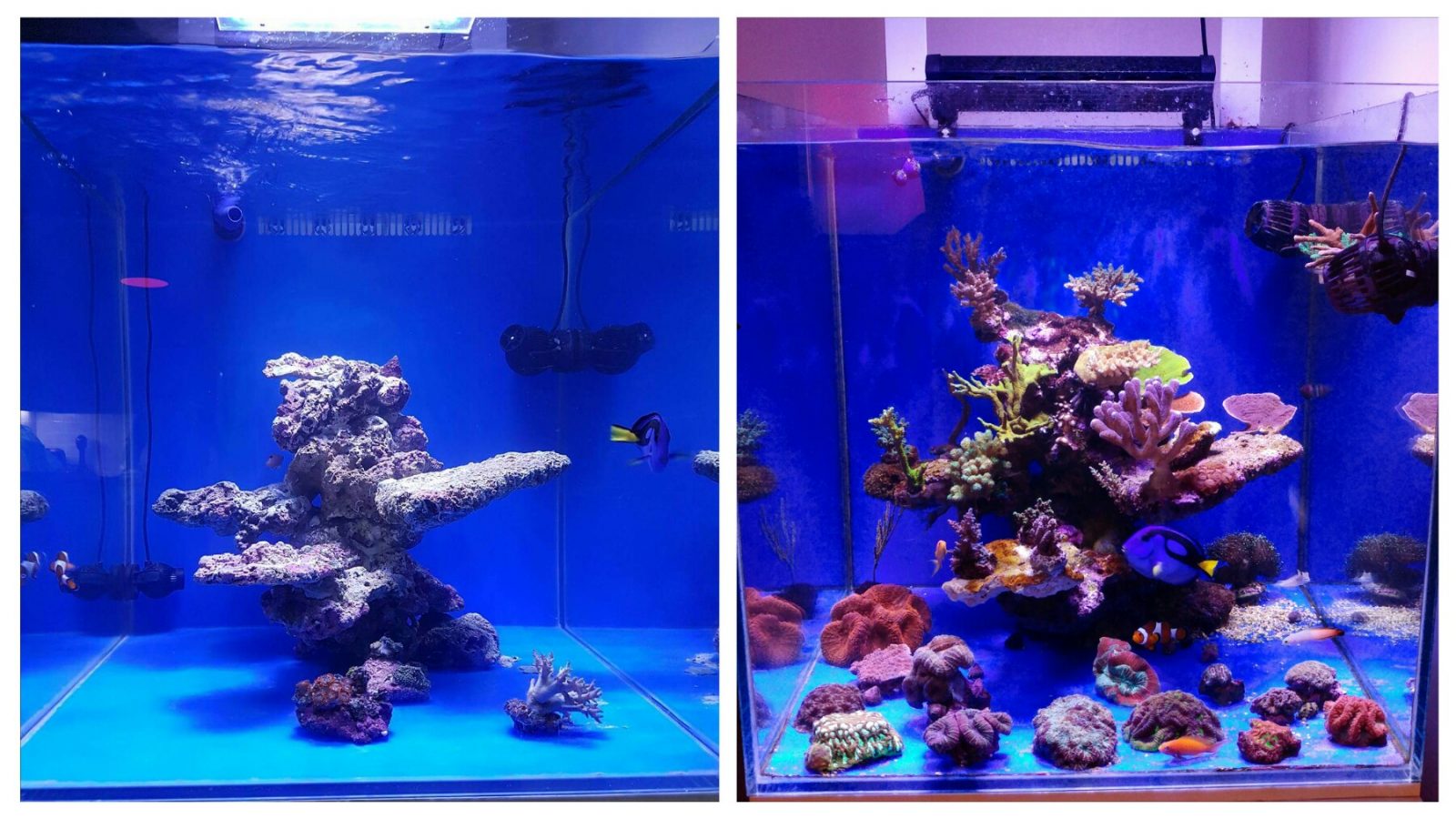 tank before vs after orphek leds