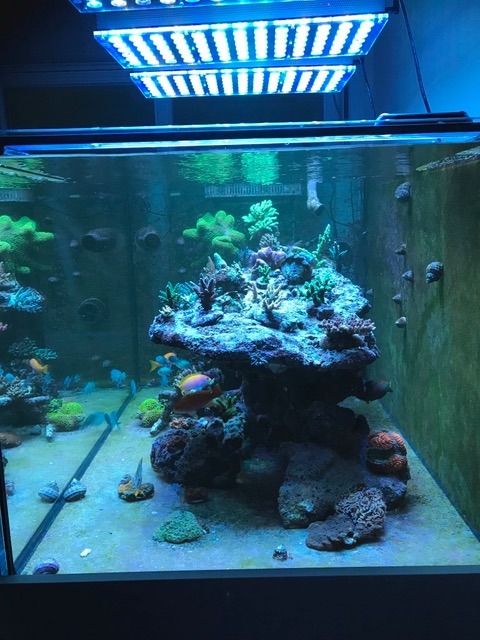珊瑚礁坦克上的atlantik v4