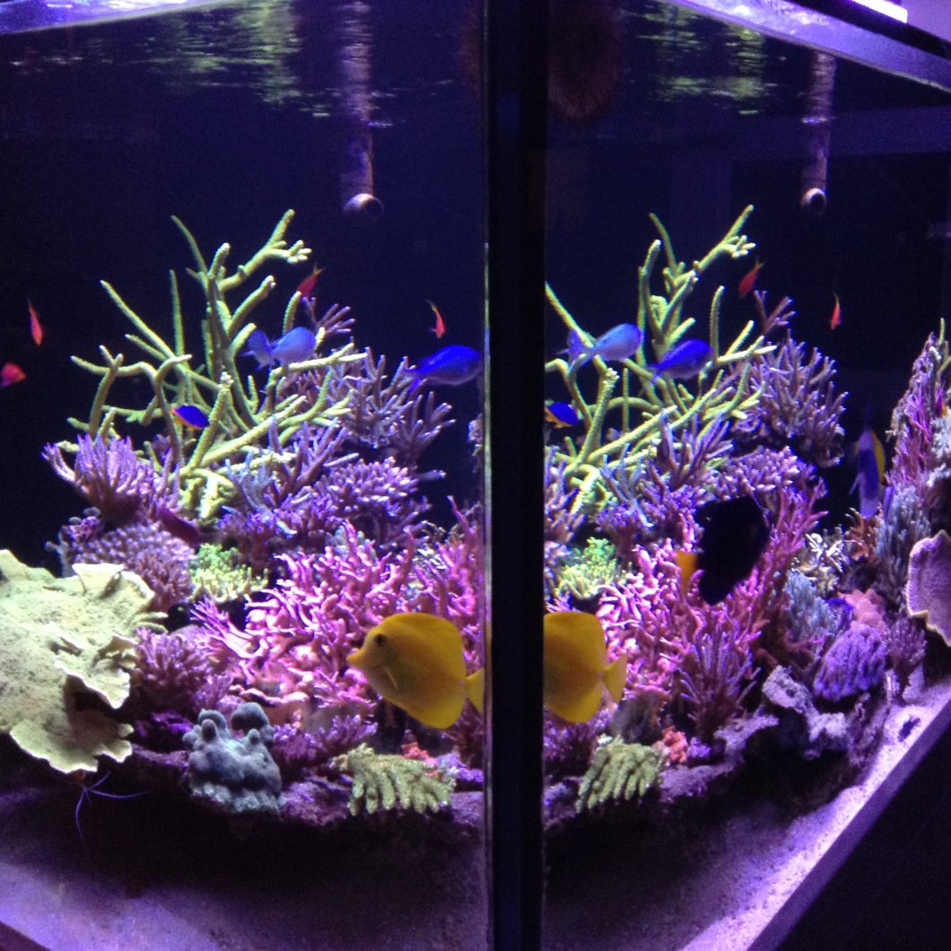 beaux récifs coralliens top LED