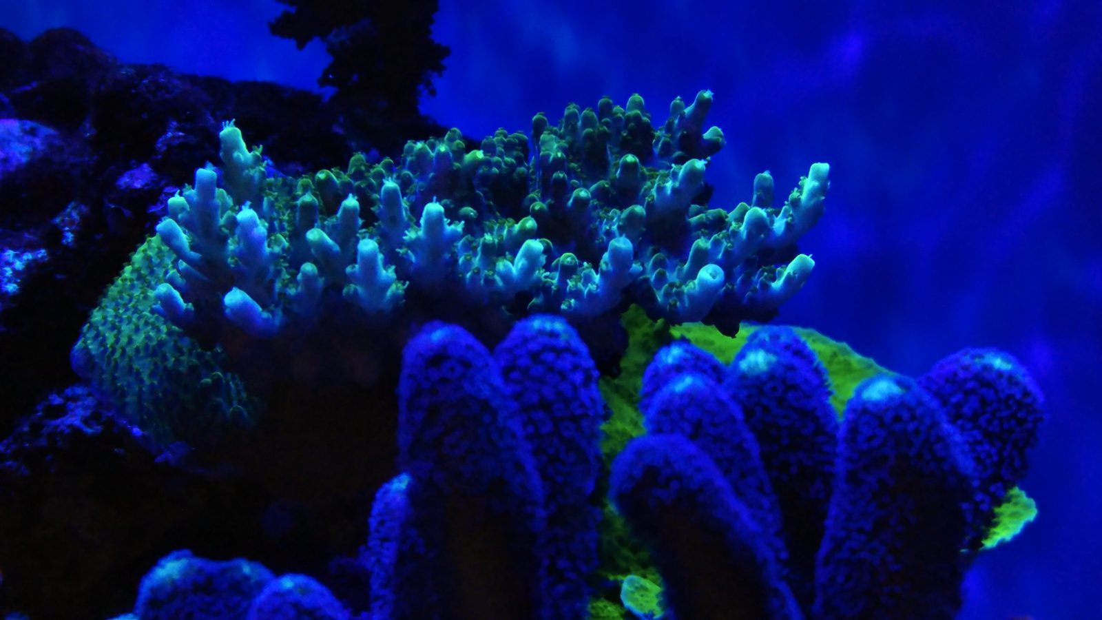 Najlepsze koralowce rosną w 2020 roku