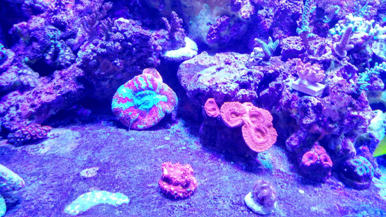 hermosa iluminación del tanque de crecimiento de coral