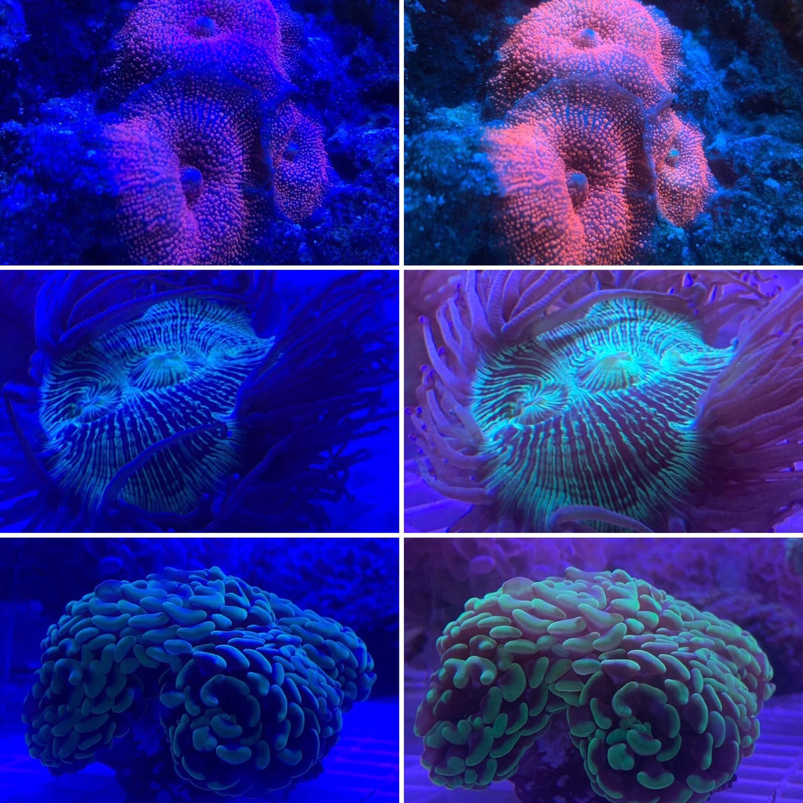 photos-Orphek-Coral-Lens