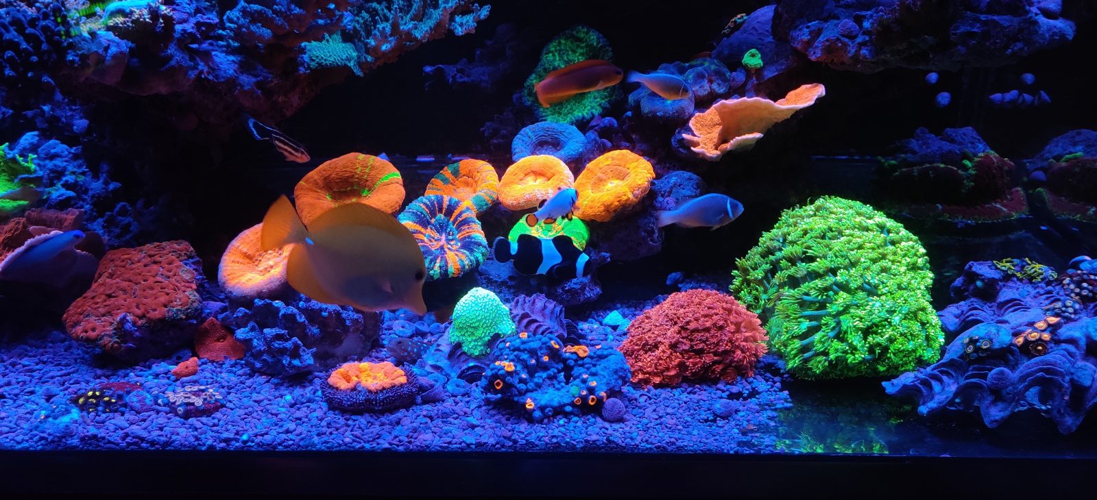 Cor pop coral com barra LED Orphek OR3 Blue Plus • Orphek