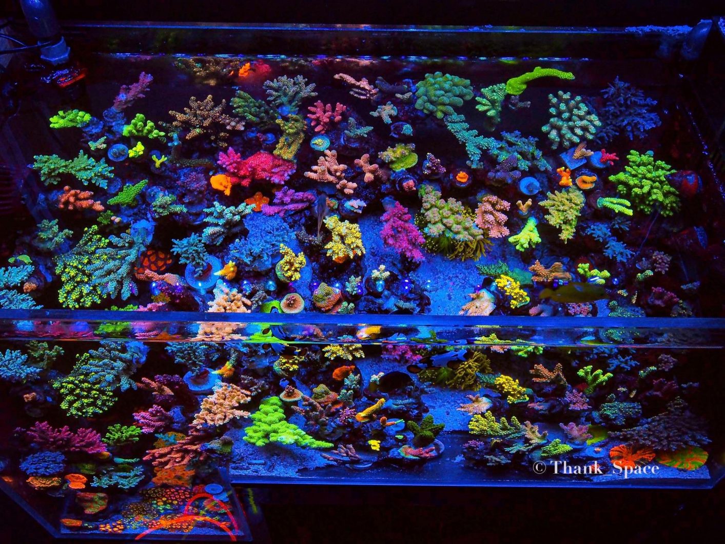 珊瑚流行色与Orphek或3蓝色加LED栏