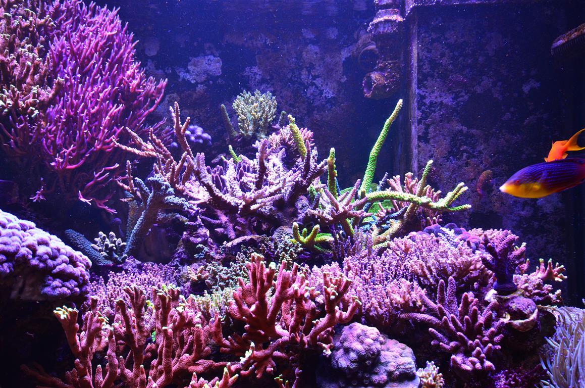 acquario colorato coralli lps