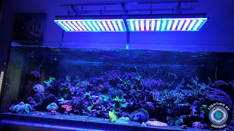 top reef LED lights 2020