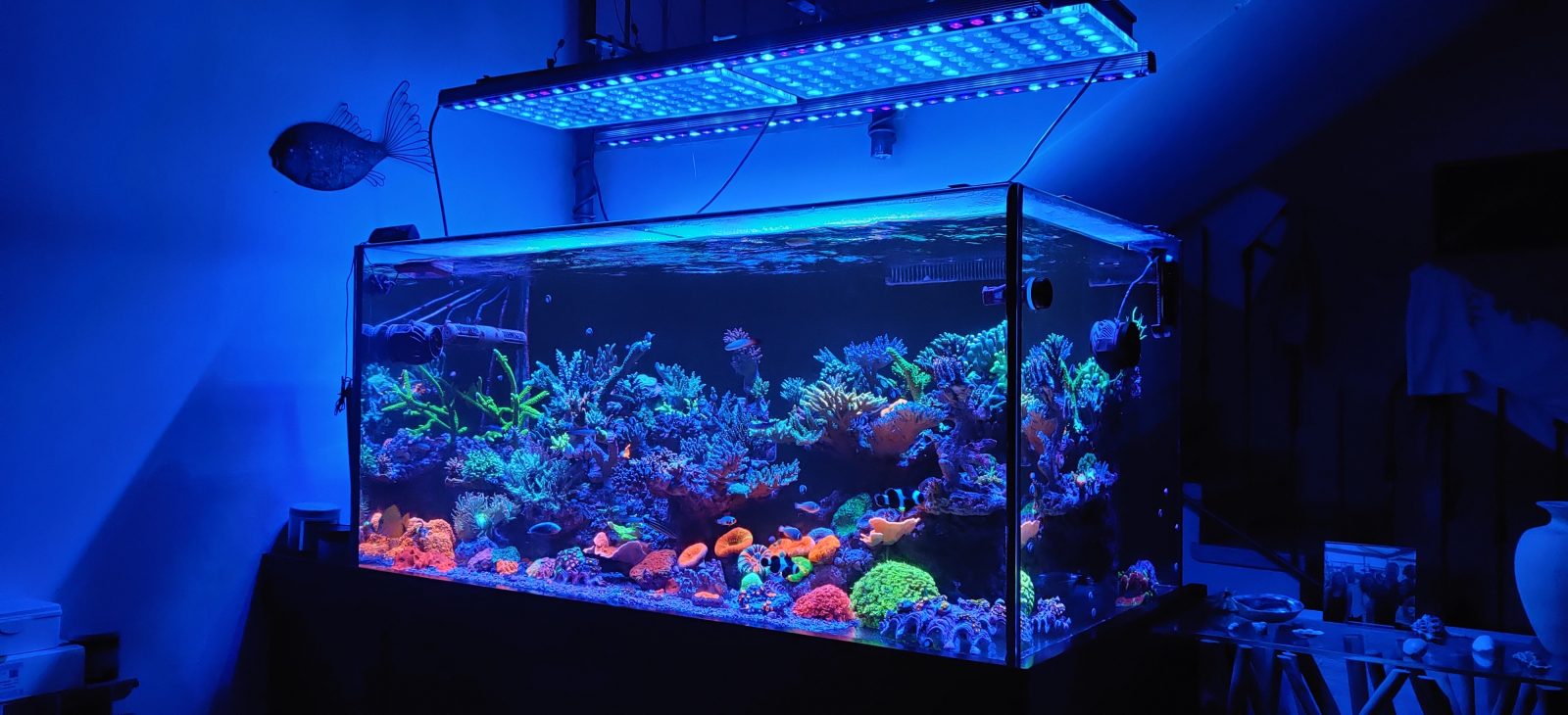 Korallipoppi Orphek OR3 Blue Plus LED -palkilla