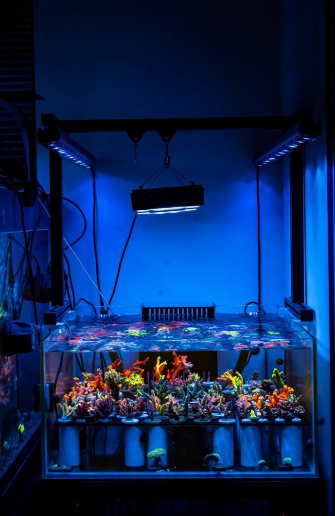 OR3 Blauw plus rifaquarium LED-licht Koraalkleur