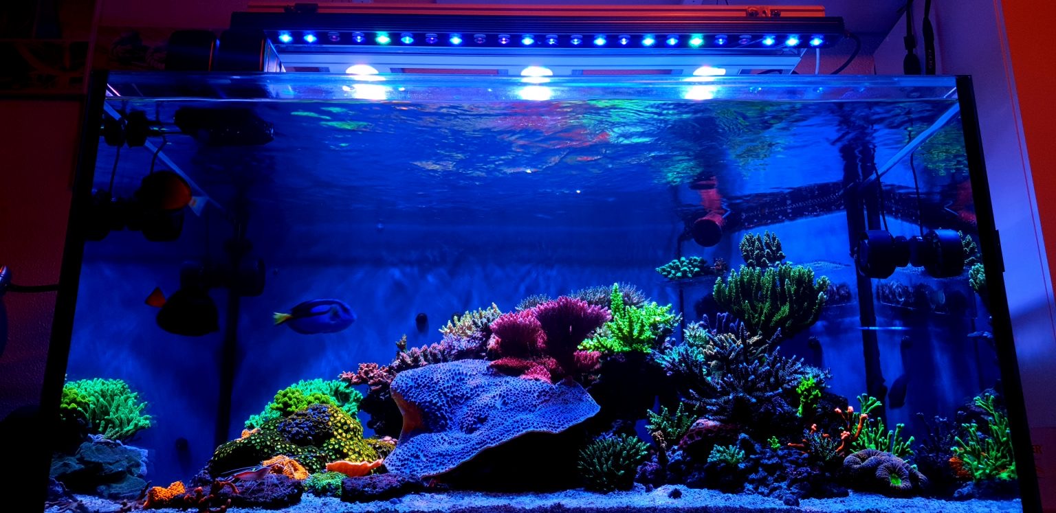 Orphek OR3 Blue Plus Reef Aquarium LED Lumière Couleur Corail