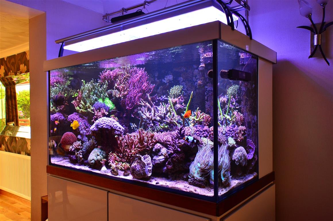 1000L reef tank from UK under the Orphek Atlantik