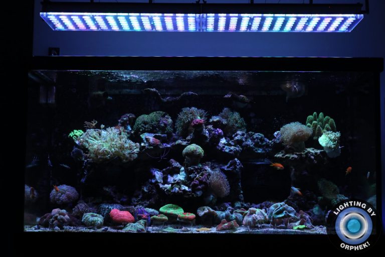 orphek best reef LED 2020