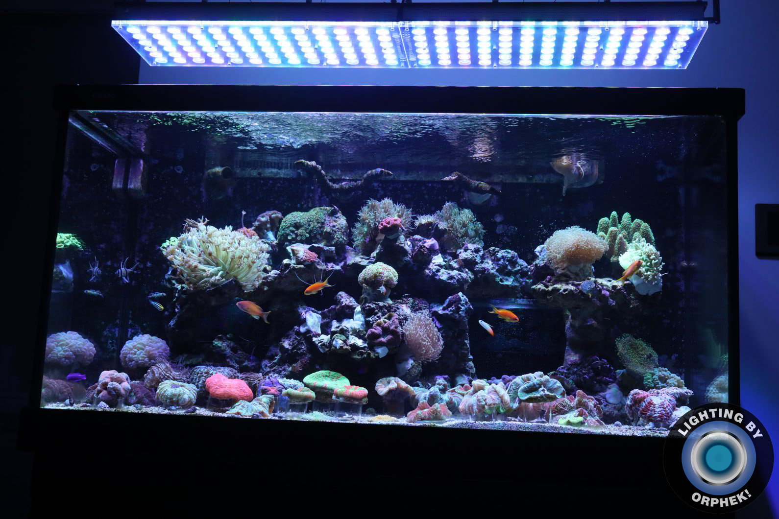best reef tank light 2020
