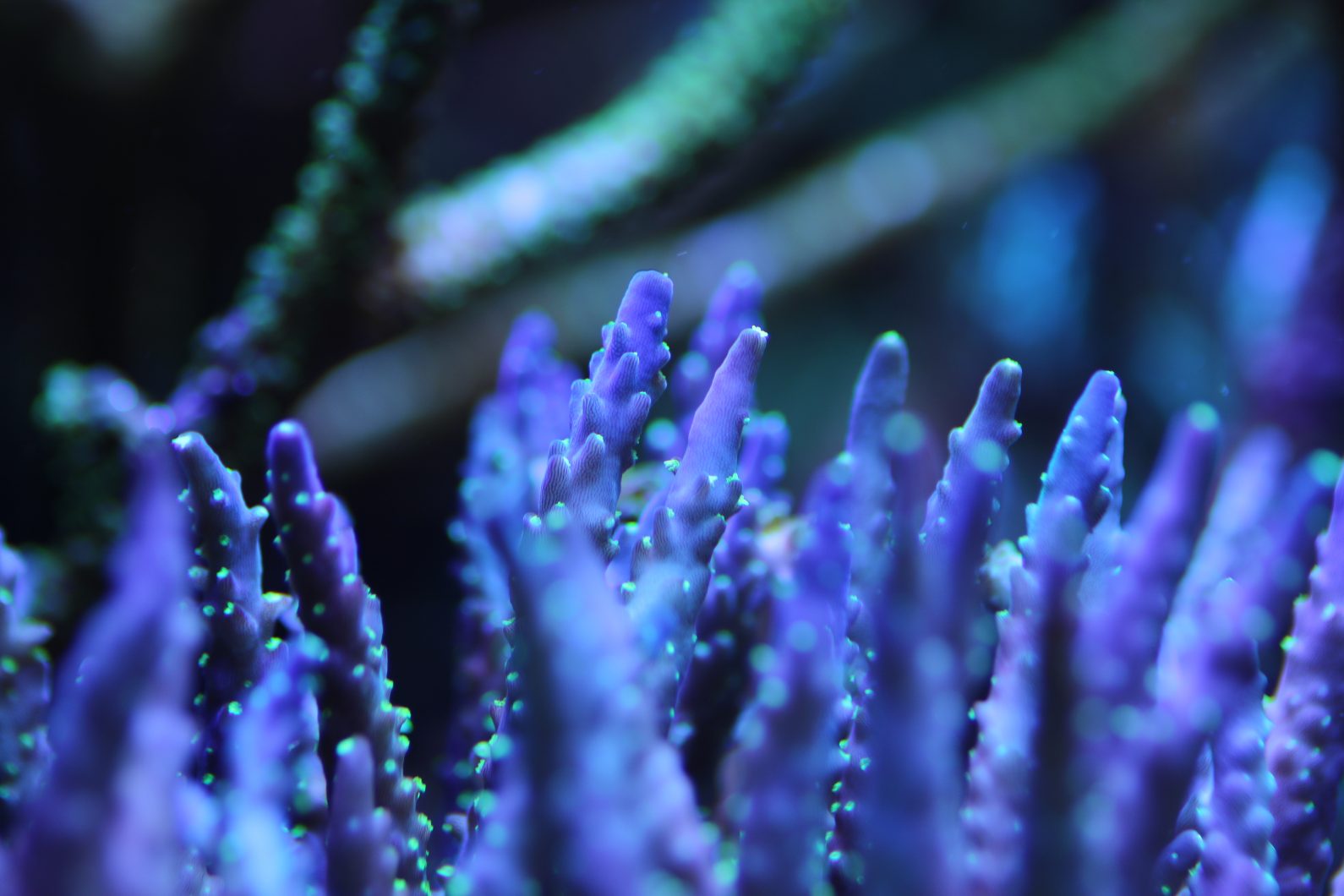 beau bleu corail sps