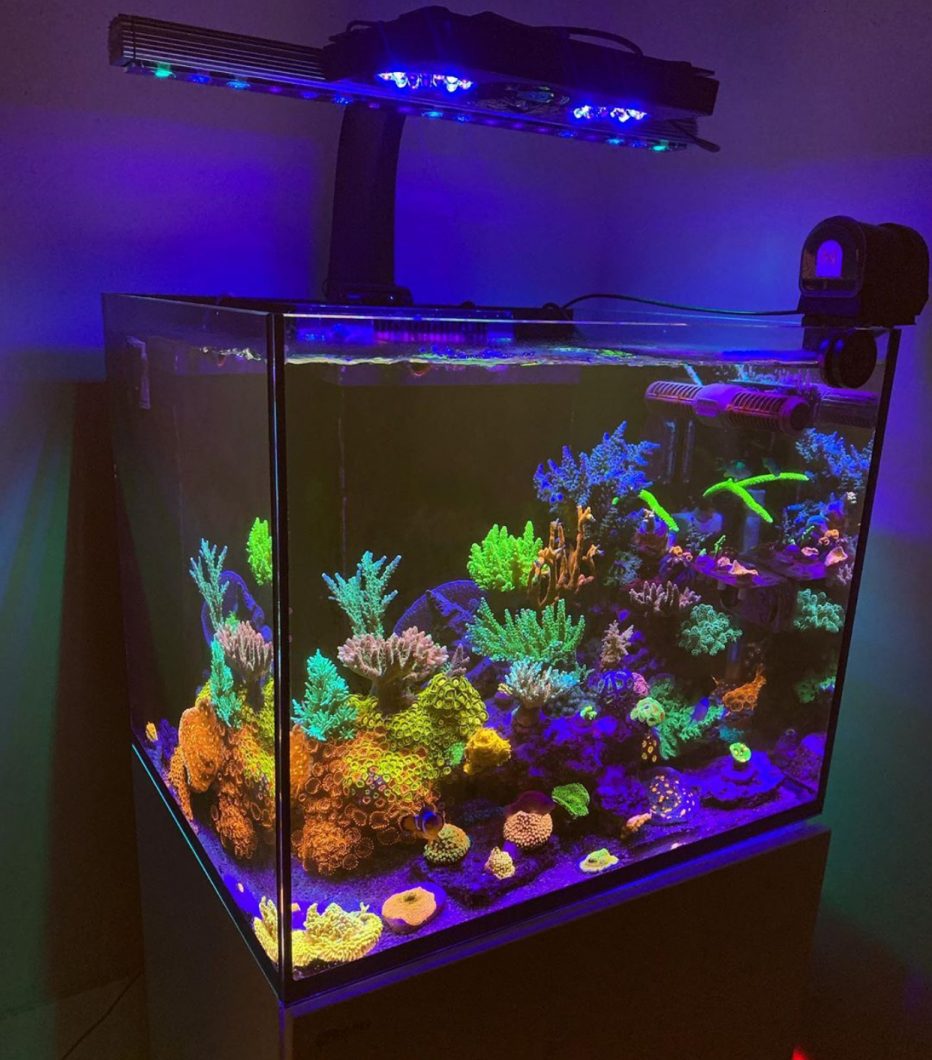 Orphek OR3 LED lamp Coral pop