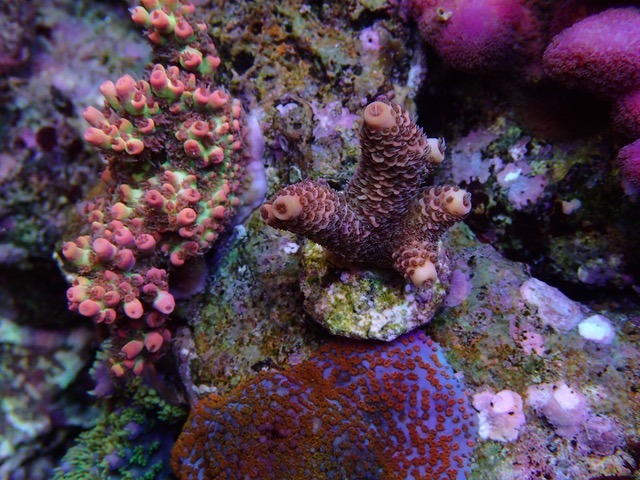 산호 성장 최고의 암초 LED
