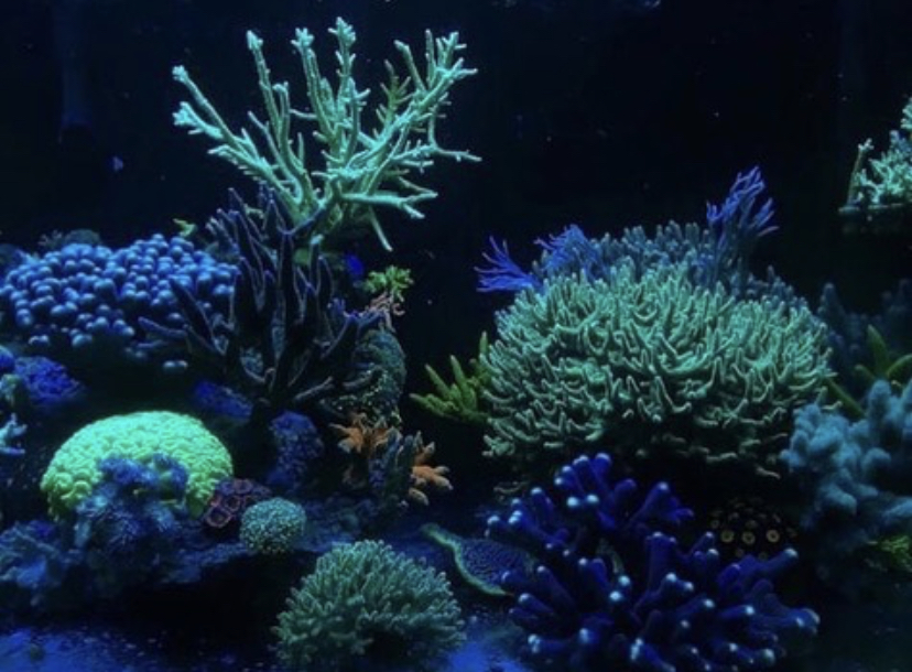 extraordinário tanque de recife colorido