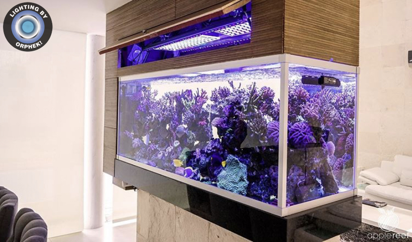 Reef Aquarium nel display del soggiorno