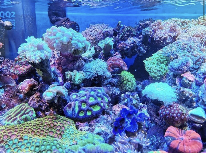 lindo aquário de coral de recife colorido