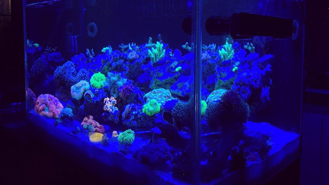 kleurrijke koraalaquarium led-verlichting