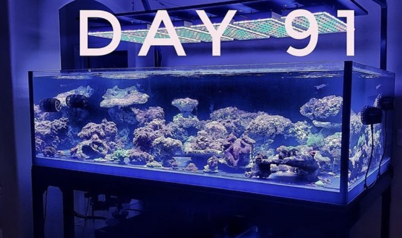 beste aquariumverlichting voor koraalgroei