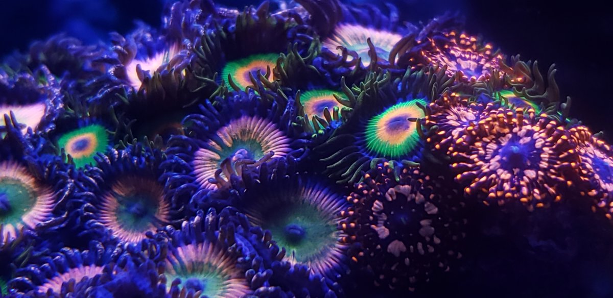 melhores luzes de recife de crescimento de coral