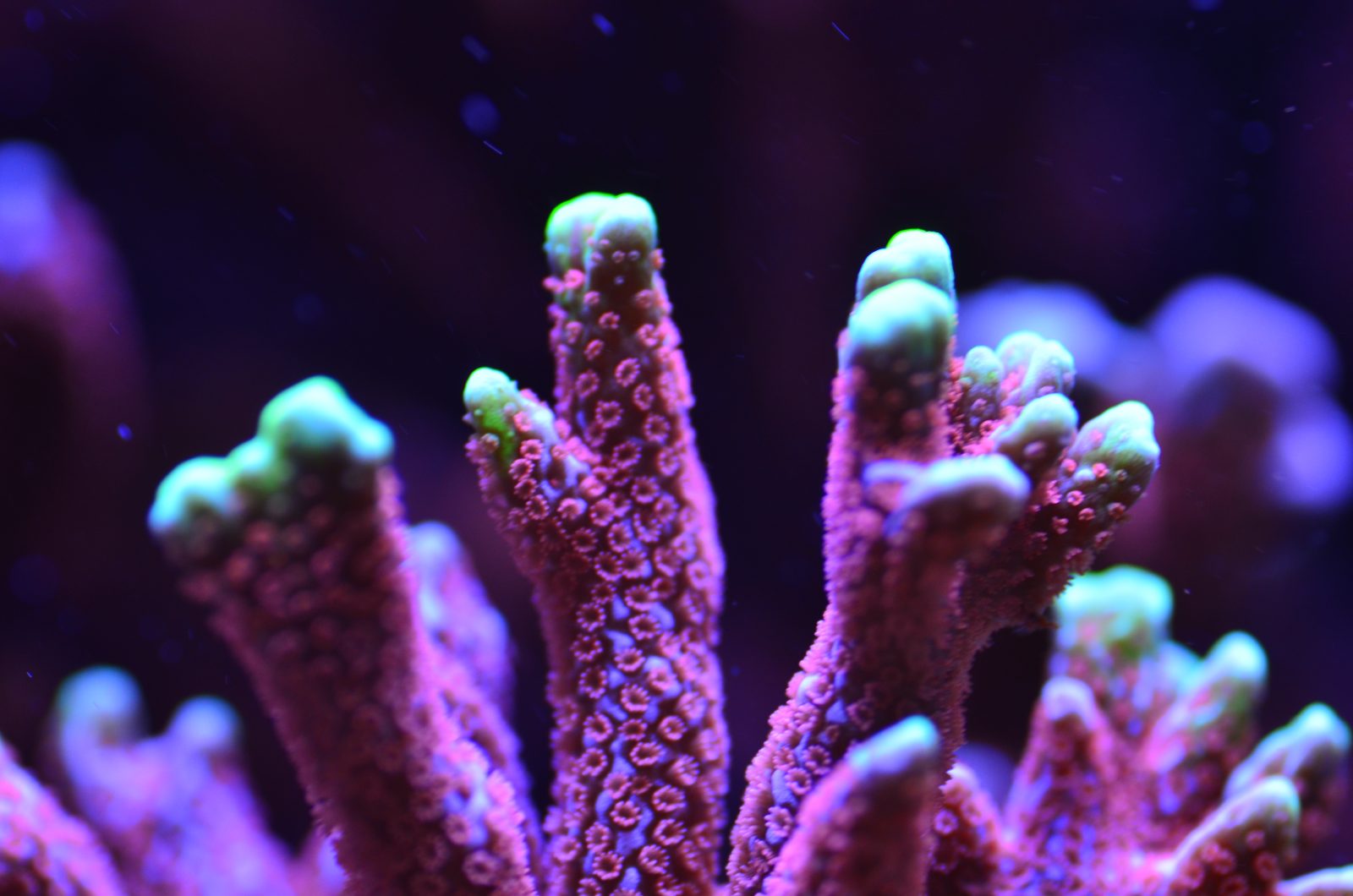 reef tank coral pop LED-lampor