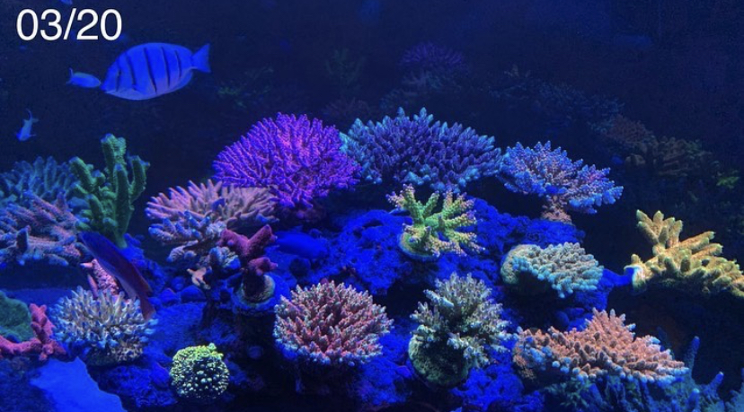 ปะการังที่เร็วที่สุดปรากฏ LED atlantik