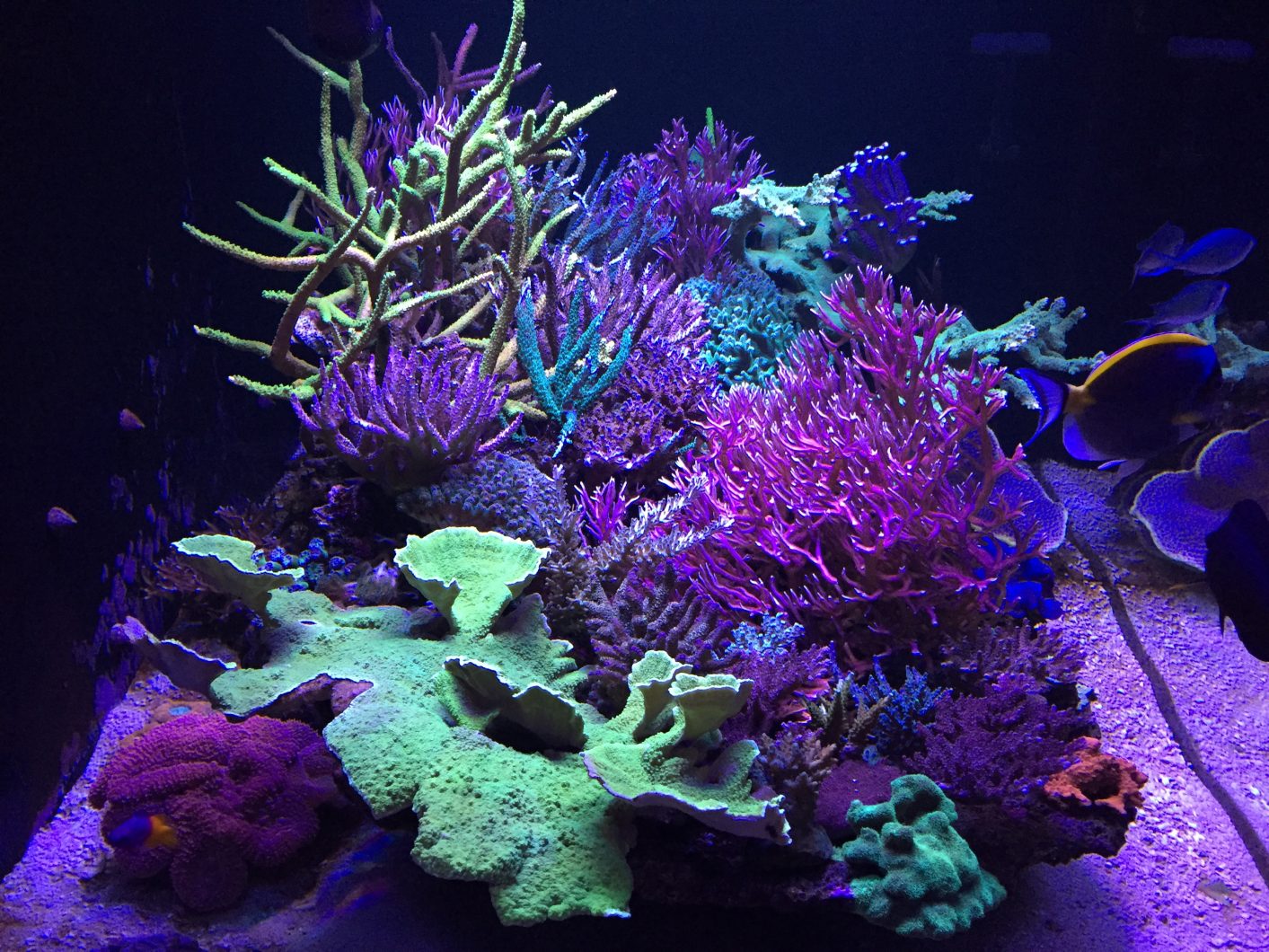 atlantik v4 best coral grow LED light