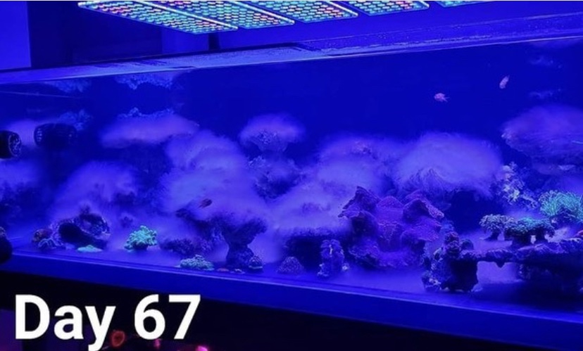 Орфек рифовый аквариум светодиодное освещение