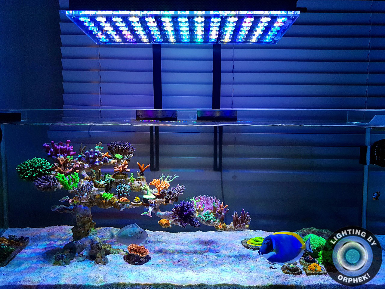 Orphek Reefscaping présente de magnifiques réservoirs