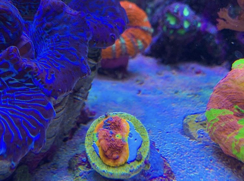 красивый риф аквариум лучшее освещение