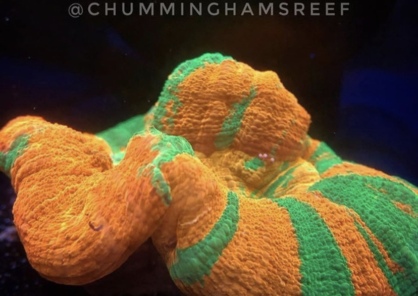Vuoden 2020 paras korallipoppinen LED-valo orphek