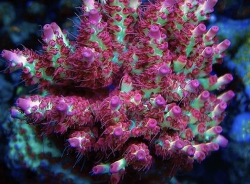 koralltillväxtbelysning i topprevet