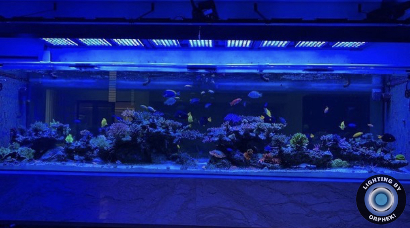 melhor aquário de recife público iluminação led orphek