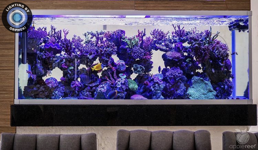 Luz LED para aquário de alta qualidade 2020