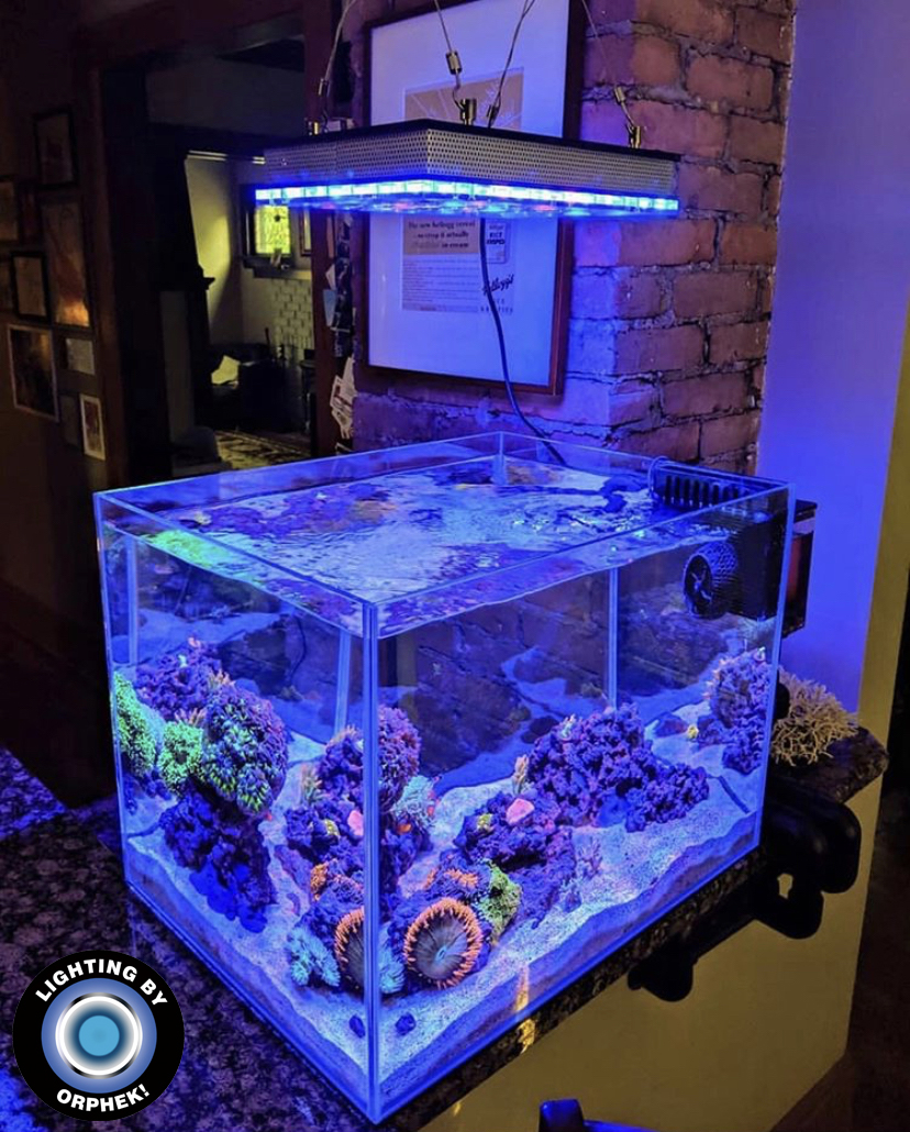 best coral reef LED lighting 2021