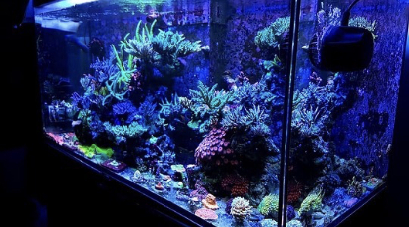 melhores cores de luz led para aquário