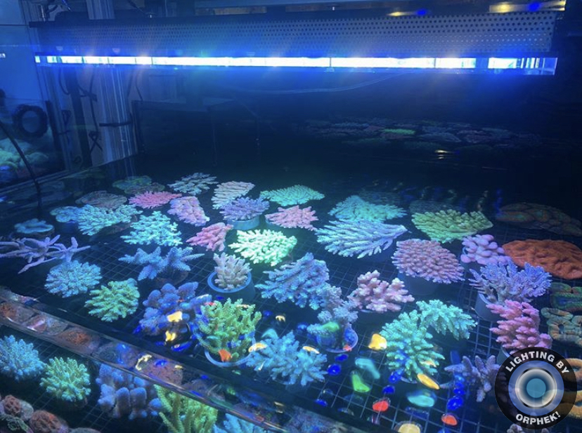 fantastisk belysning av korallsystem
