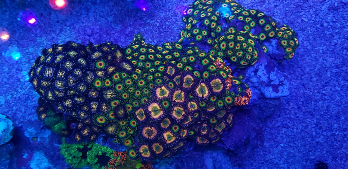 incrível iluminação de corais de recife