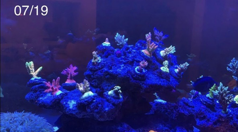 2021 лучший светодиодный светильник для выращивания кораллов