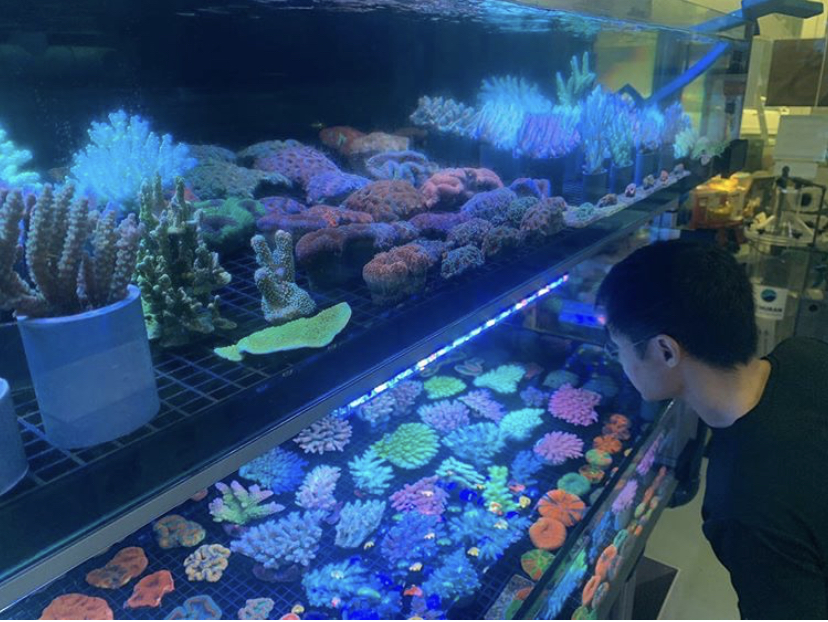 верхний коралловый аквариум светодиодный бар