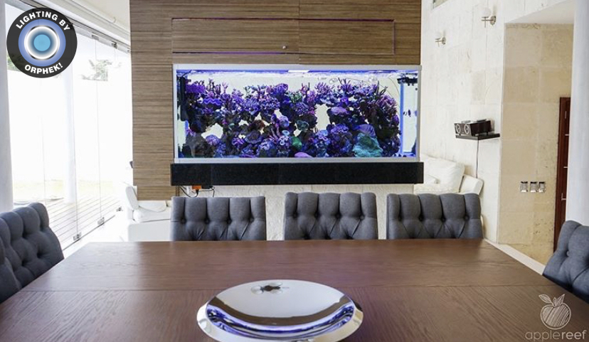 Reef Aquarium u dnevnom boravku