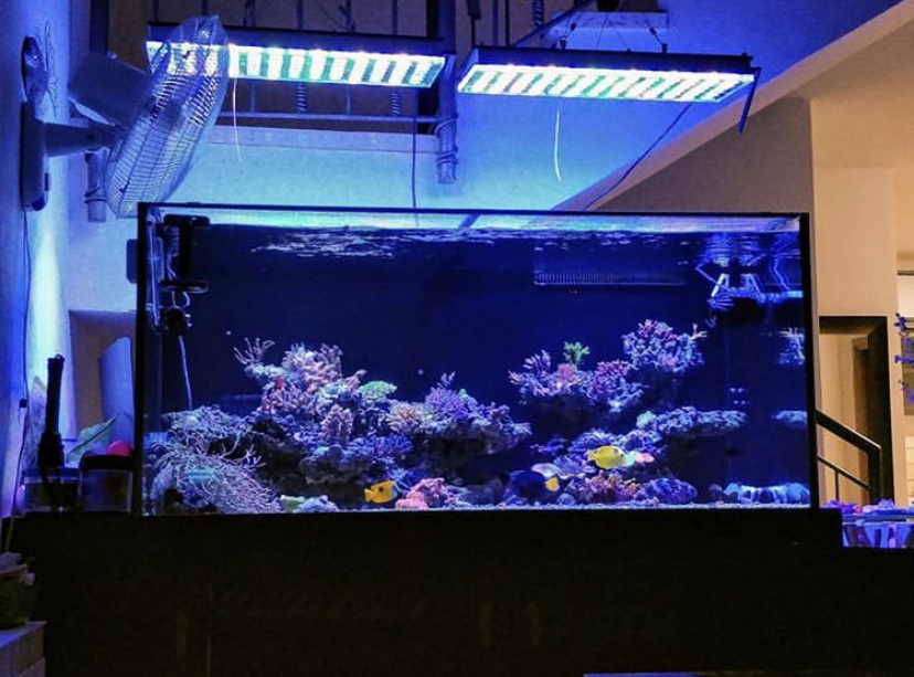 LED-belysning för akvarium av högsta kvalitet 2020